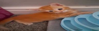 Ginger 3