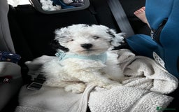 Cockapoo dogs for sale: Beautiful Black & White Toy Cockapoo Boy - Advert 1