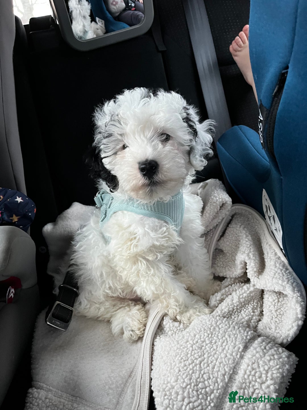 Cockapoo dogs for sale: Beautiful Black & White Toy Cockapoo Boy - Advert 1