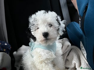 Cockapoo dogs Beautiful Black & White Toy Cockapoo Boy - Advert 2