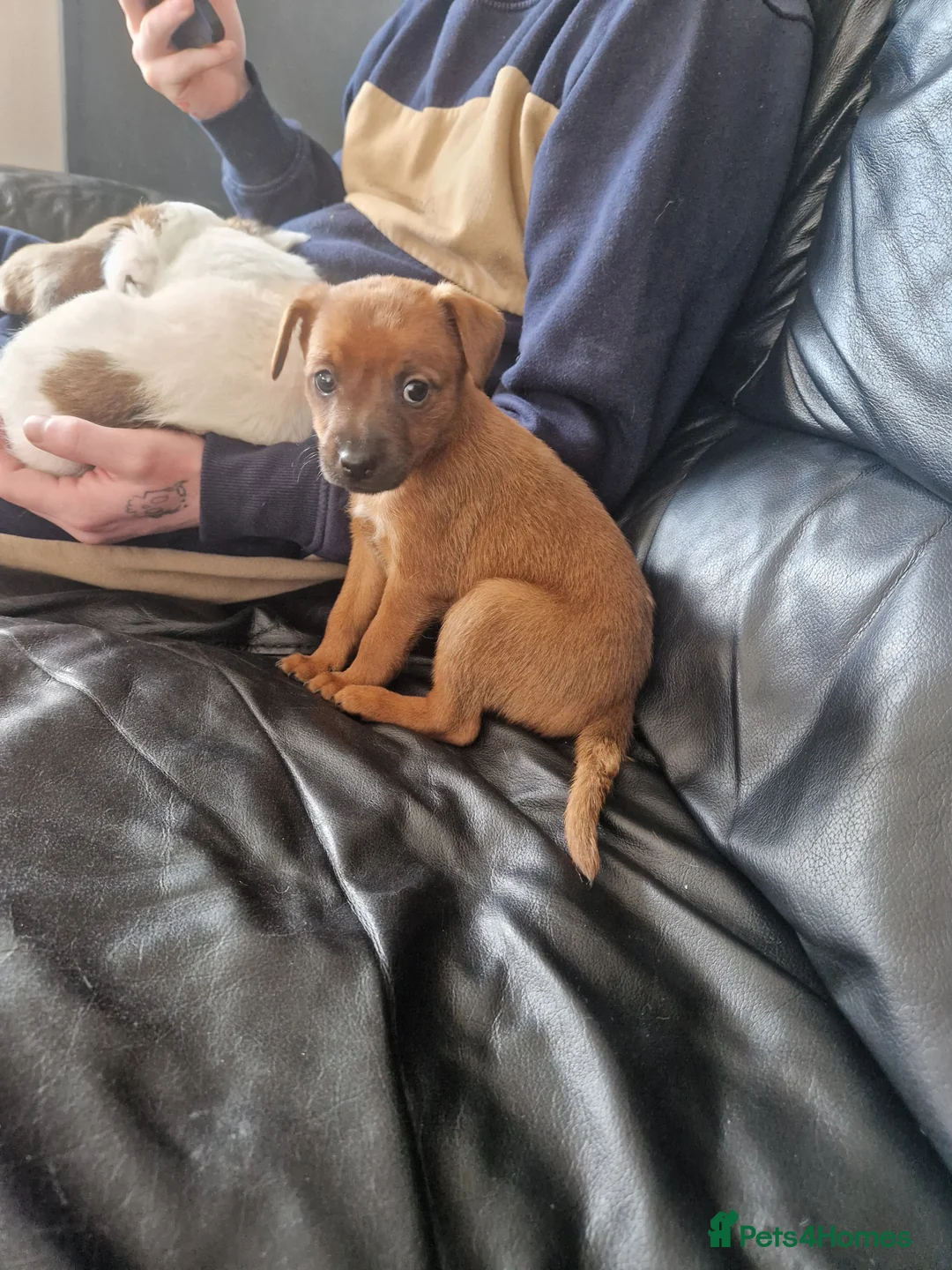 Patterjack dogs for sale: Patterjack puppies - Advert 3