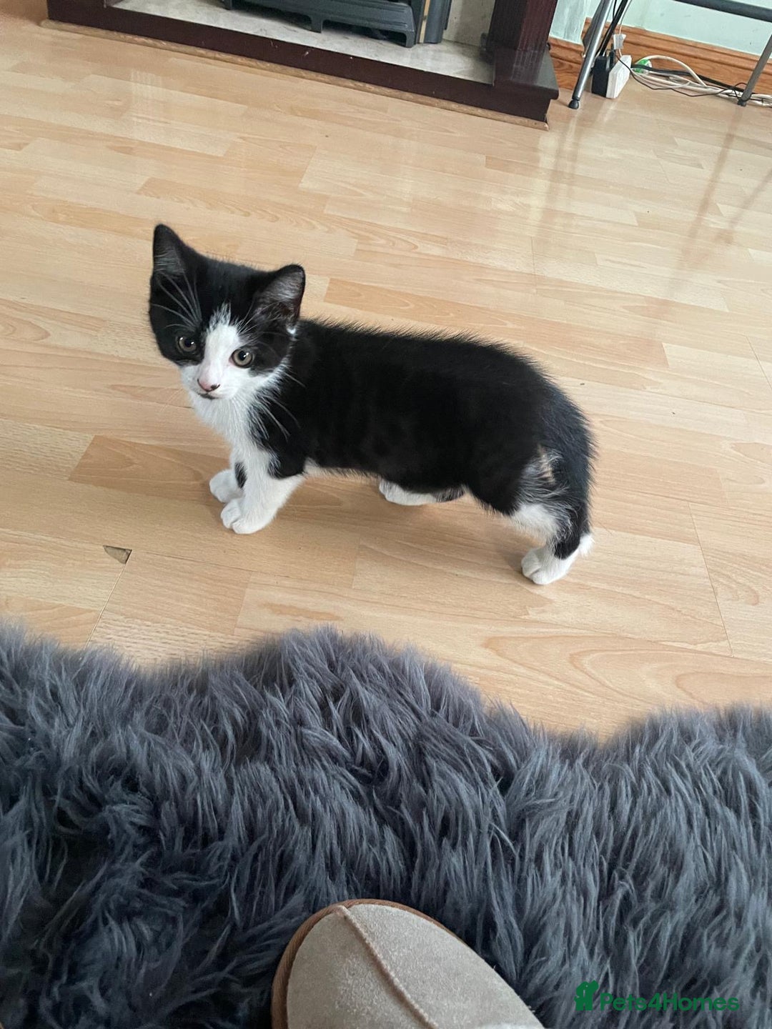 British Shorthair cats for sale: Stunning British short x Bengal  - Image 8