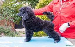 Miniature Poodle dogs for sale: Signature Miniature Poodle Puppies - Advert 5