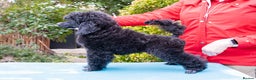 Miniature Poodle dogs for sale: Signature Miniature Poodle Puppies - Advert 5