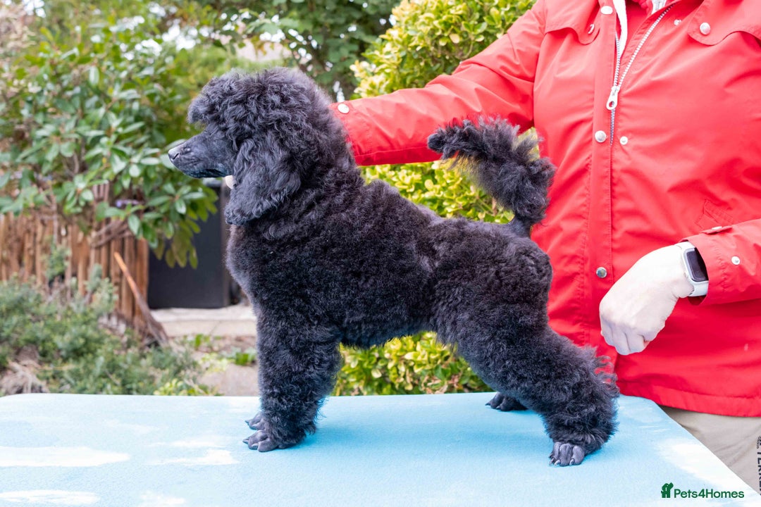Miniature Poodle dogs for sale: Signature Miniature Poodle Puppies - Advert 5