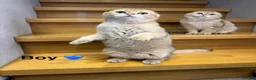 Scottish Fold cats for sale: TICA Registered Scottish Fold & Straight kittens - Advert 5