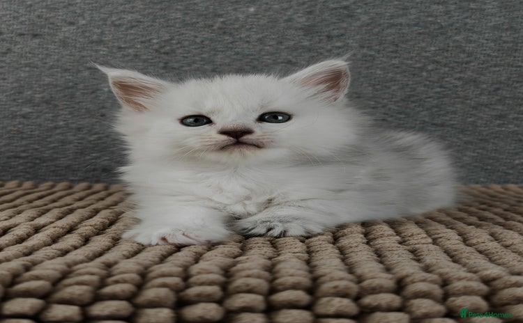 Maine Coon cats - Advert 1