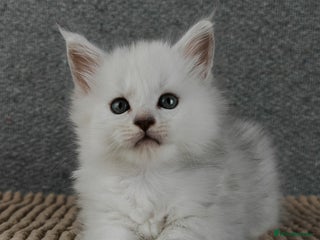 Maine Coon cats - Advert 8