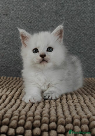 Maine Coon cats - Advert 3