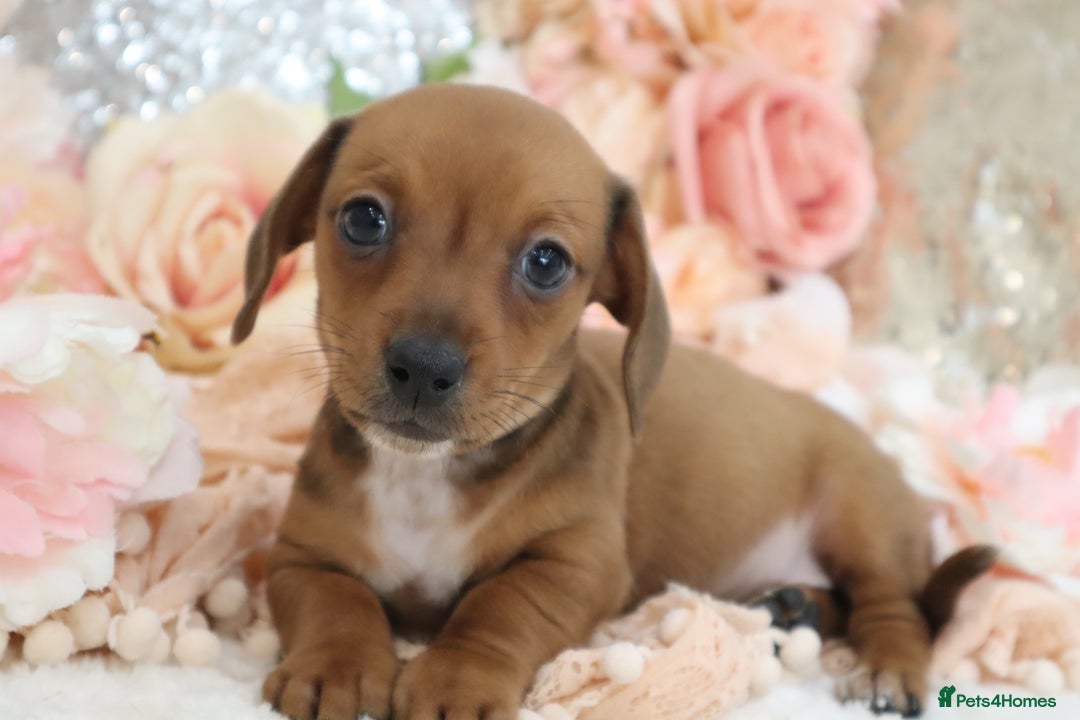 Miniature Dachshund dogs for sale: Miniature Dachshund Puppies - Image 9