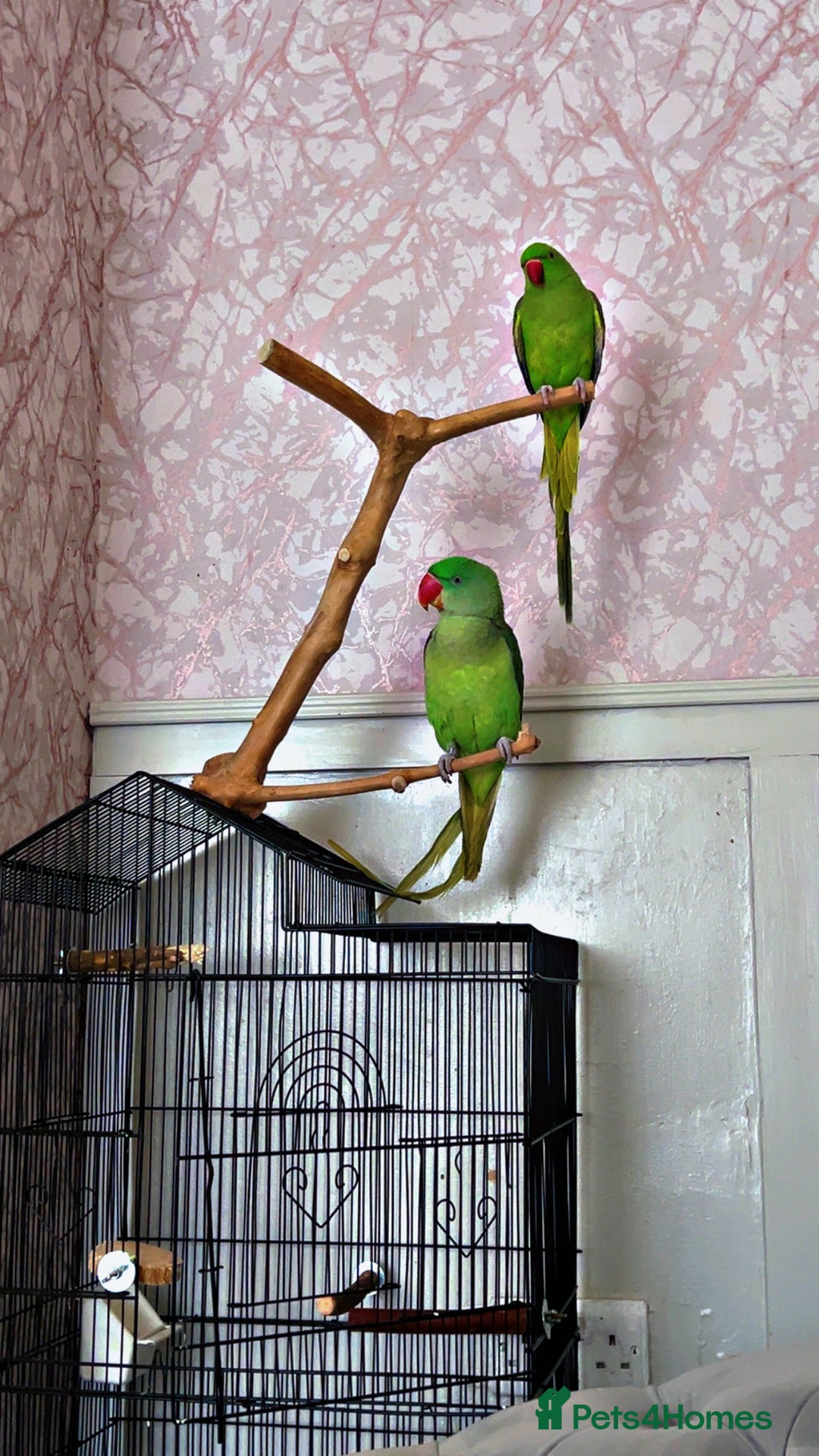 Ringnecks birds for sale: Ring neck  - Advert 1