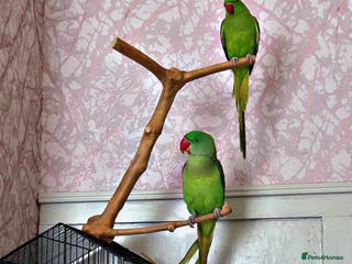 Ringnecks birds Ring neck - Advert 15