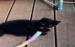 Mixed Breed cats for sale: Ready for forever homes NOW - Image 24