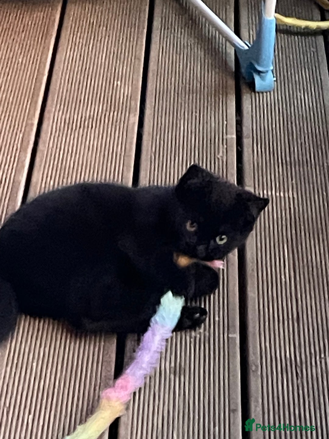 Mixed Breed cats for sale: Ready for forever homes NOW - Image 24