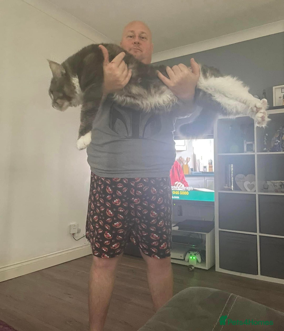 Maine Coon cats for sale: Last litter registered Maine coon kittens  - Advert 6