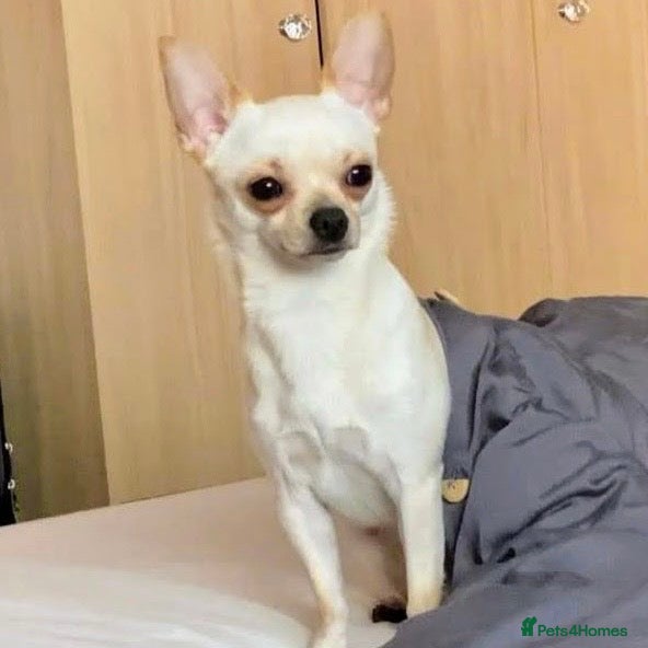 Chihuahua dogs KC Registered Chihuahua Boy For Stud Use Only in London - Advert 20