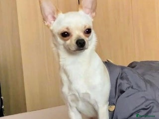 Chihuahua dogs KC Registered Chihuahua Boy For Stud Use Only in London - Advert 22