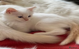 Ragdoll cats for sale: Tortie Lynx Flame Lynx pedigree Ragdolls - Image 3
