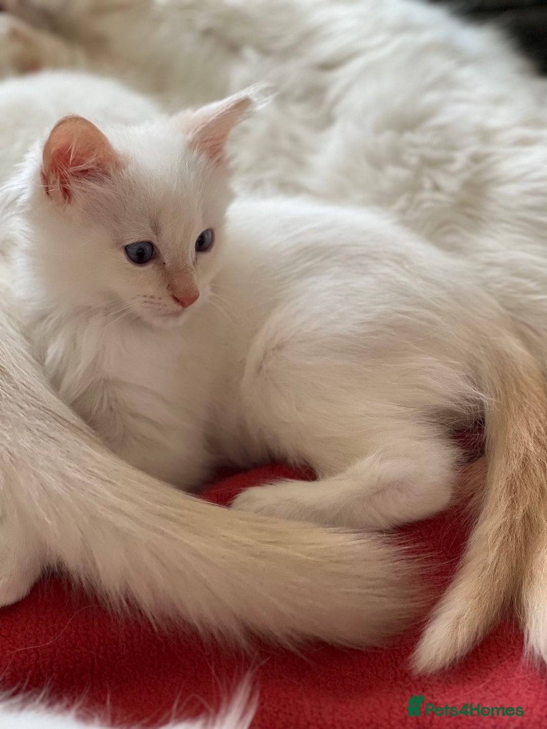 Ragdoll cats for sale: Tortie Lynx Flame Lynx pedigree Ragdolls - Image 3