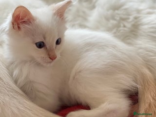 Ragdoll cats - Advert 3