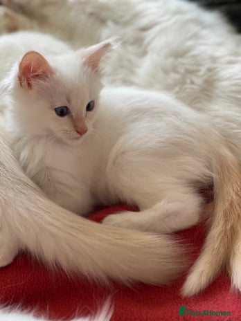 Ragdoll cats - Advert 2