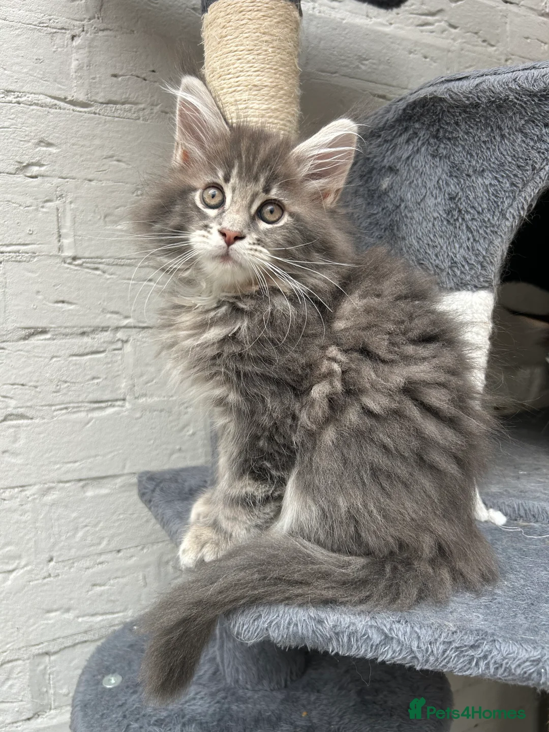 Maine Coon cats for sale: TICA reg Pedigree Maine Coon Kittens  - Advert 10