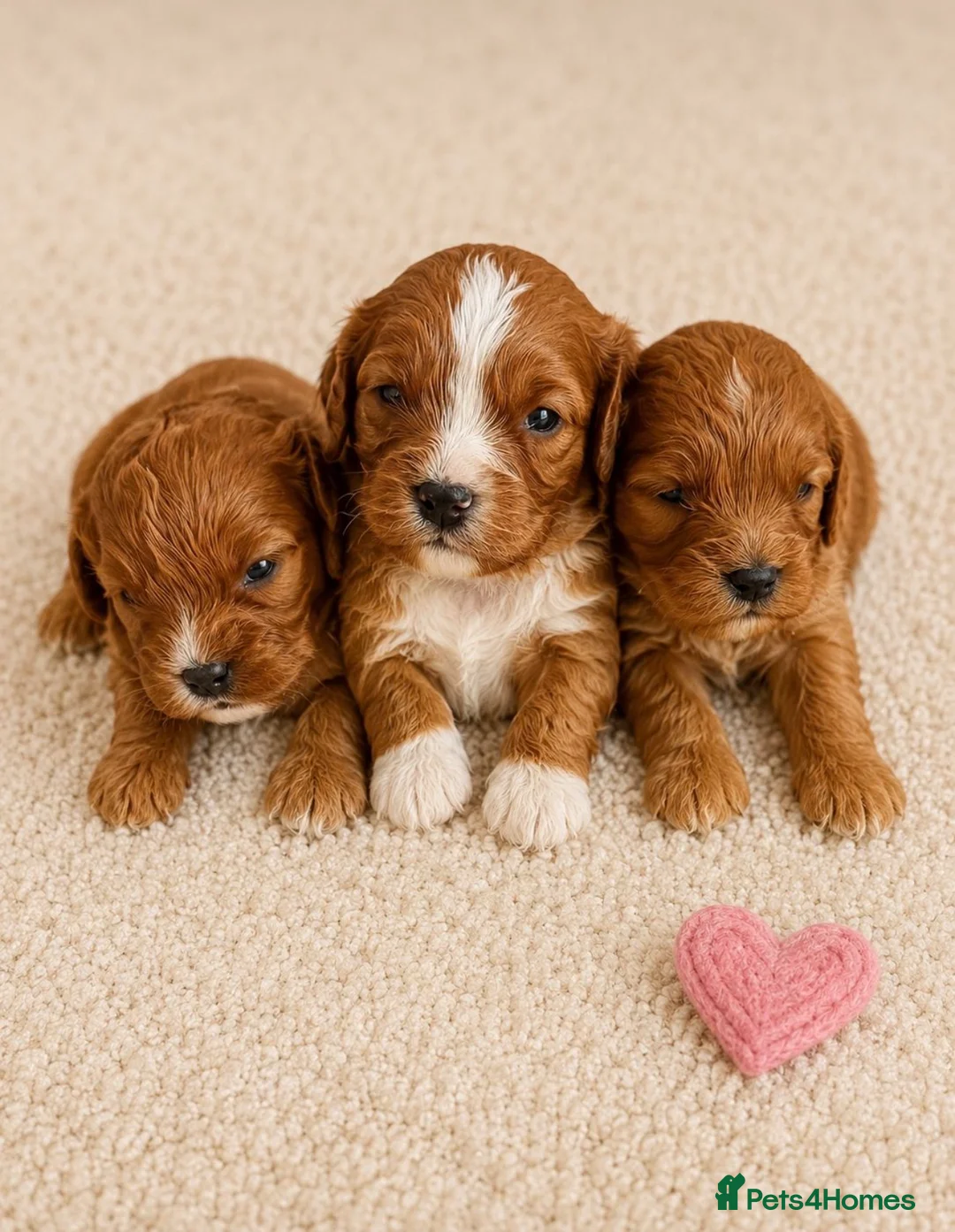 Cavapoo dogs for sale: Beautiful F1b Cavapoo’s 🧬 Health Tested Parents - Advert 1