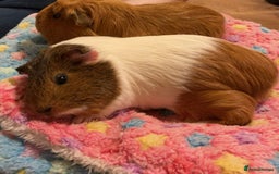 Guinea Pig rodents for sale: Two female guinea pigs £45 each - Image 3