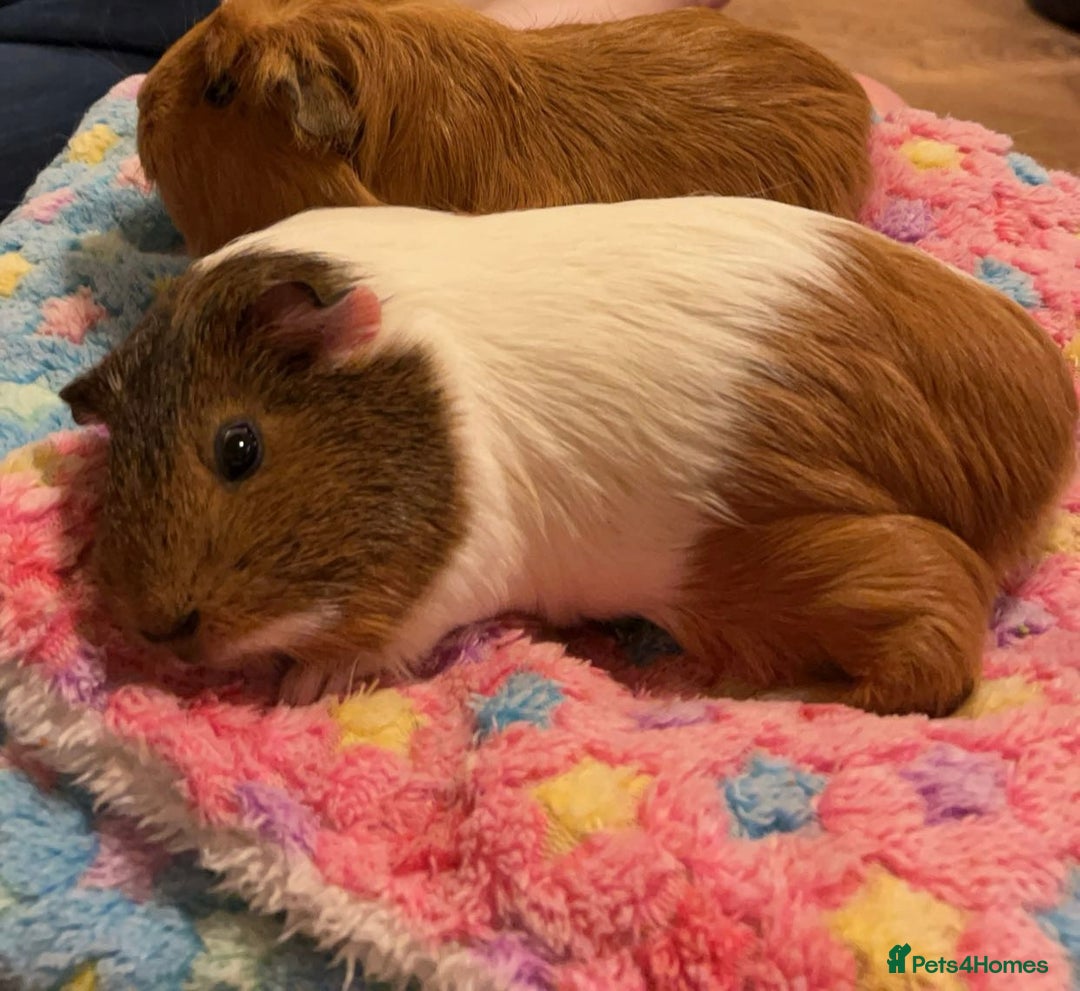 Guinea Pig rodents for sale: Two female guinea pigs £45 each - Image 3