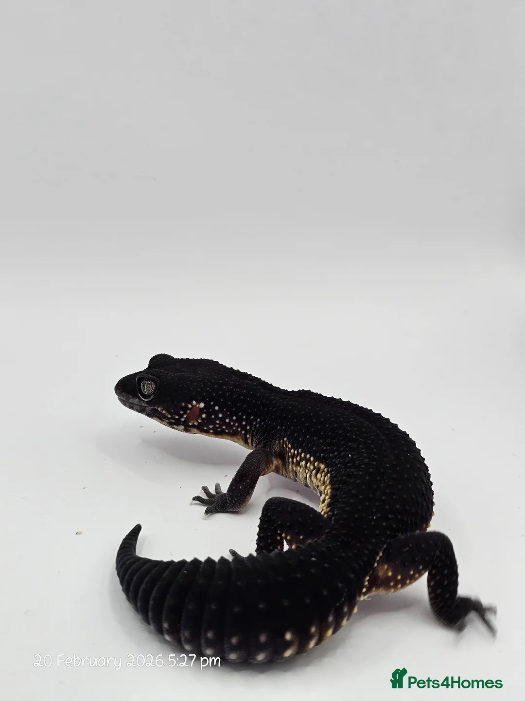 Leopard Gecko reptiles for sale: Pure Black Night Leopard Gecko - Advert 4