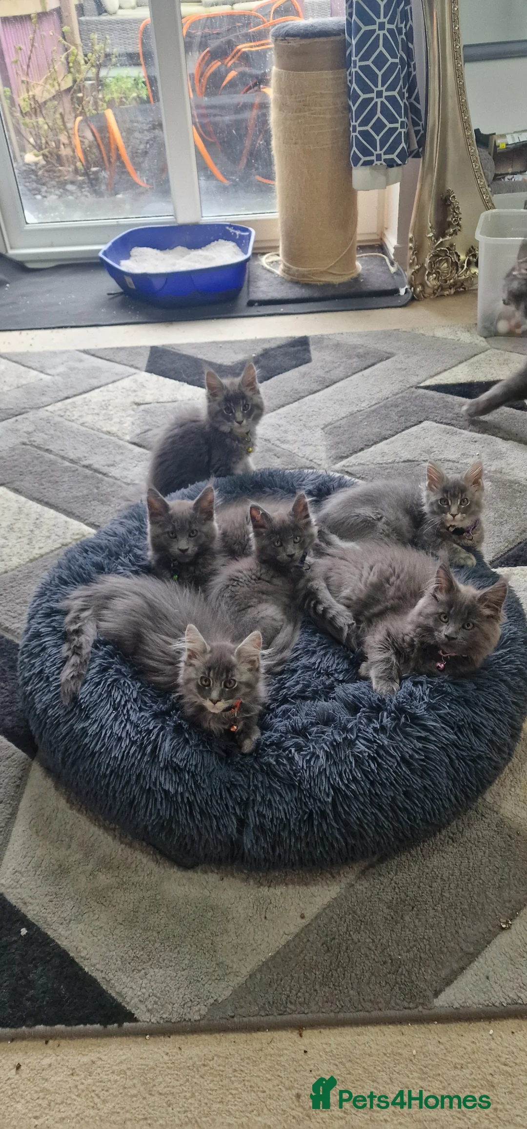 Maine Coon cats for sale: Beautiful Maine Coon kittens - Advert 1