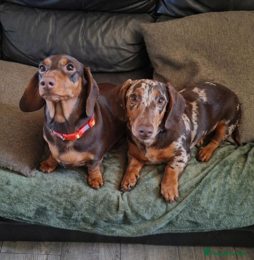 Miniature Dachshund dogs 5 gorgeous miniature dachshunds! - Advert 1