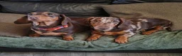 Miniature Dachshund dogs for sale: 5 gorgeous miniature dachshunds! - Advert 1