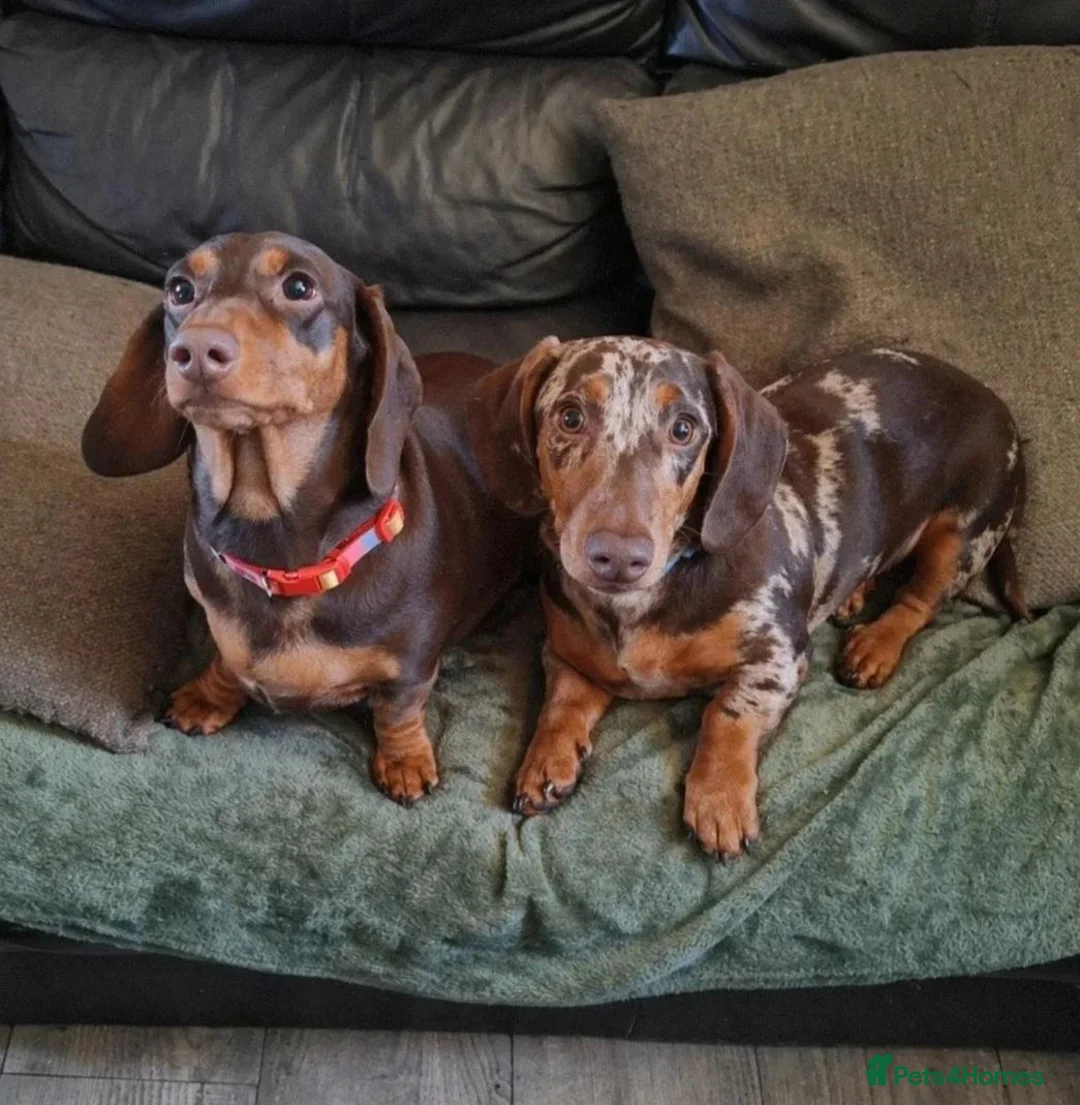 Miniature Dachshund dogs for sale: 5 gorgeous miniature dachshunds! - Advert 1