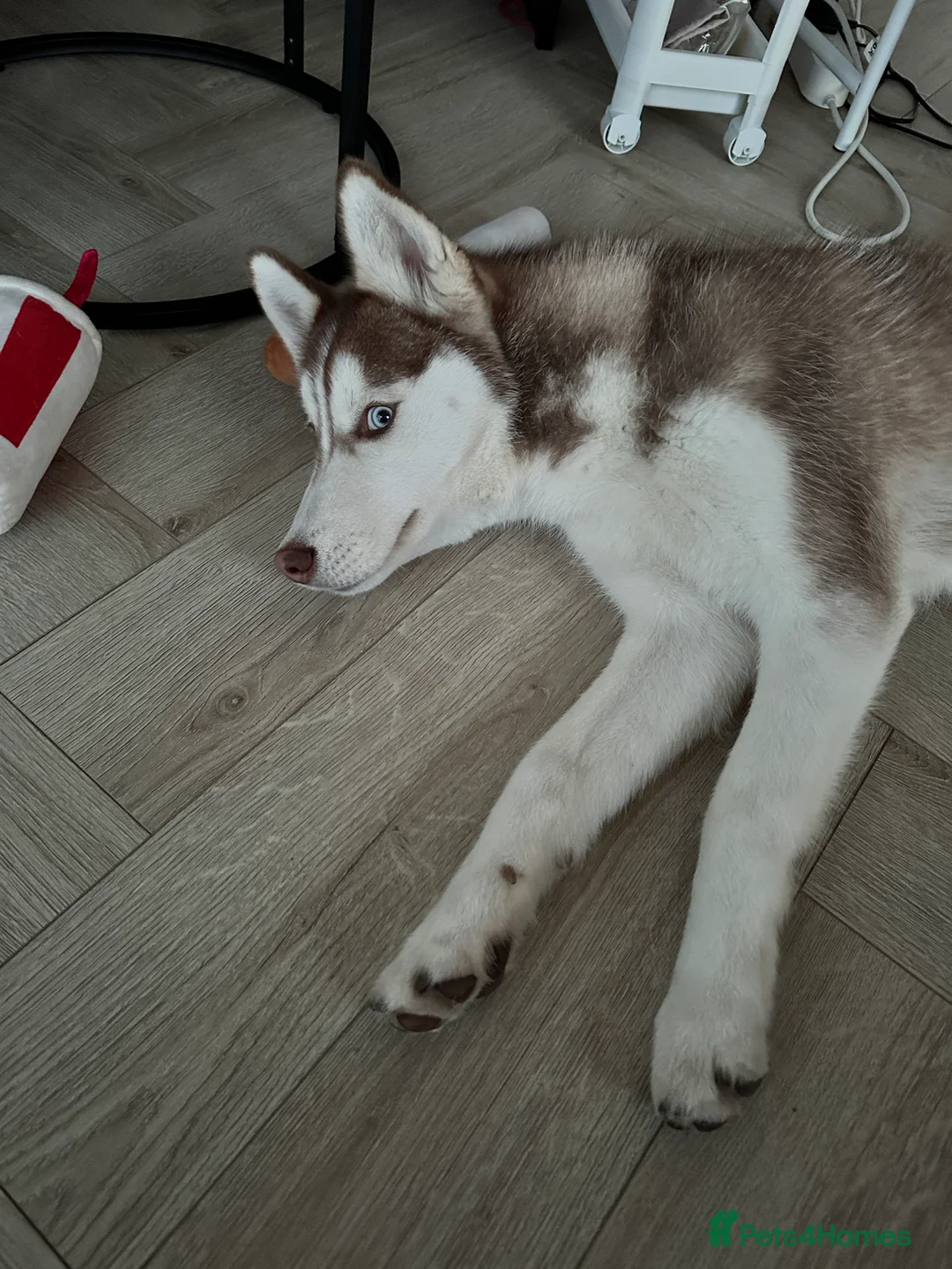 Siberian Husky dogs for sale: Perfect Well-Trained Husky Boy🐕Best Family Friend - Advert 6