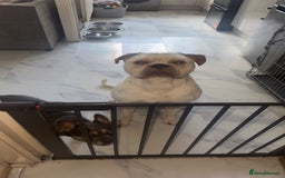Mixed Breed dogs for sale: Boxer x bullmastiff  - Image 1