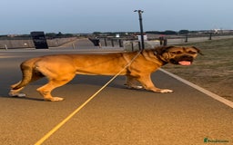Boerboel dogs for stud: Boerboel stud - Image 2