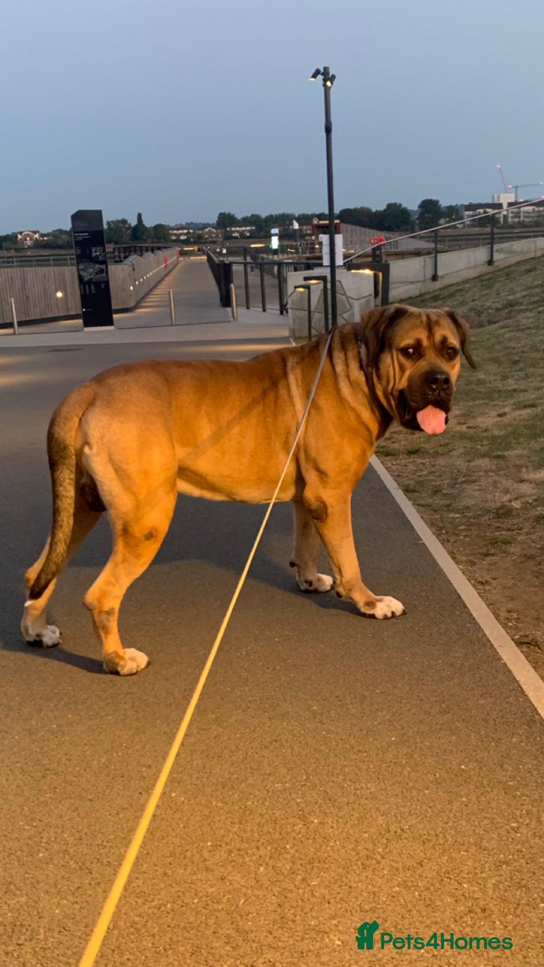 Boerboel dogs for stud: Boerboel stud - Image 2