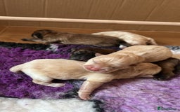 Chow Chow dogs for stud: outstanding chow chow stud in Wednesbury - Image 13
