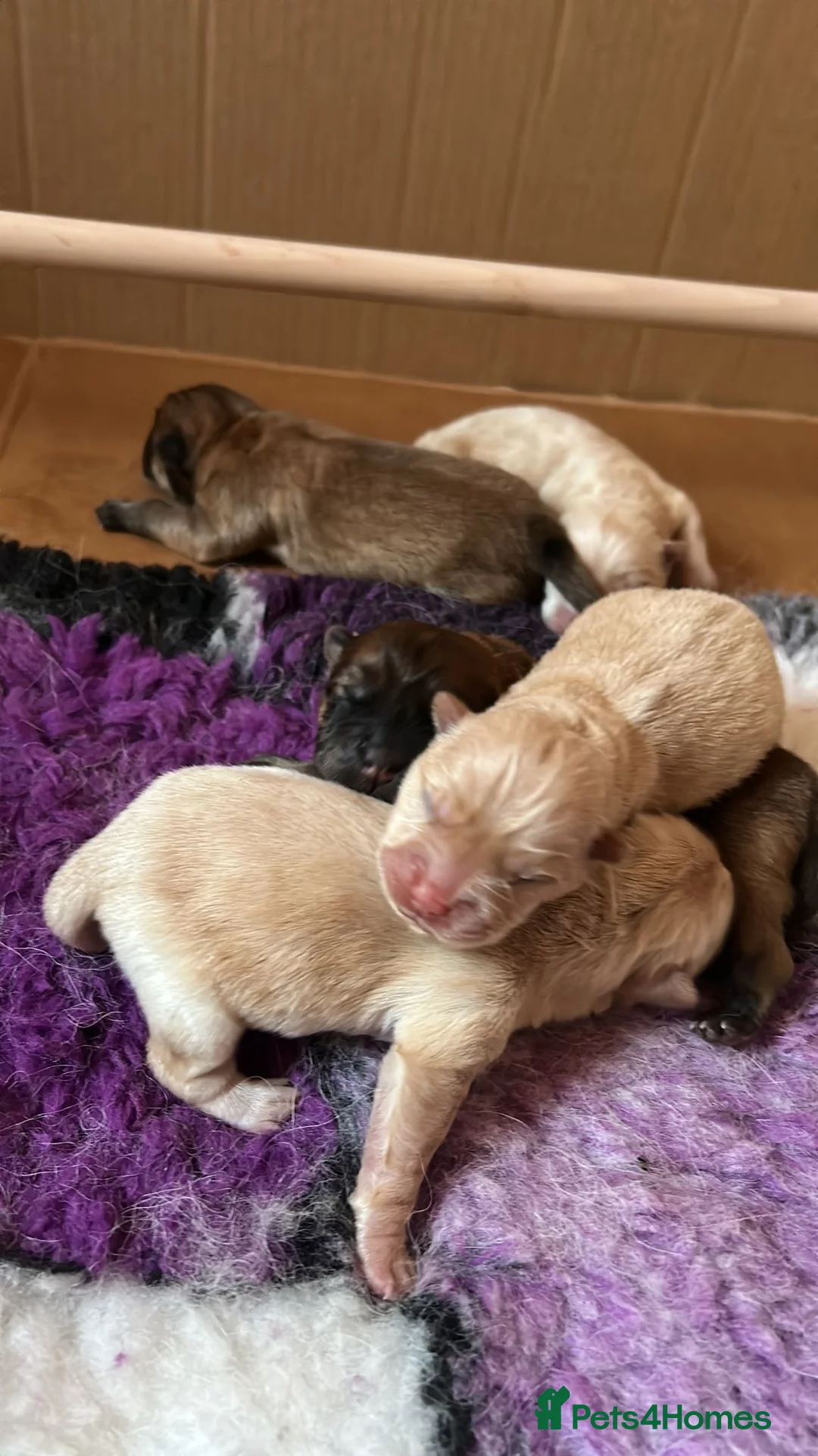 Chow Chow dogs for stud: outstanding chow chow stud in Wednesbury - Advert 13