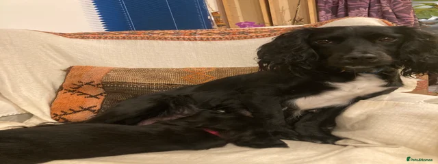 Tara