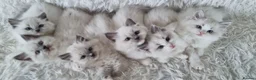 Ragdoll cats for sale: 💕BEAUTIFUL TICA REGISTERED RAGDOLLS KITTENS💕  - Advert 23