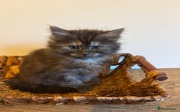 Maine Coon cats for sale: 🐾 Russian Maine Coon Kittens – TICA Registered 🐾 - Image 34