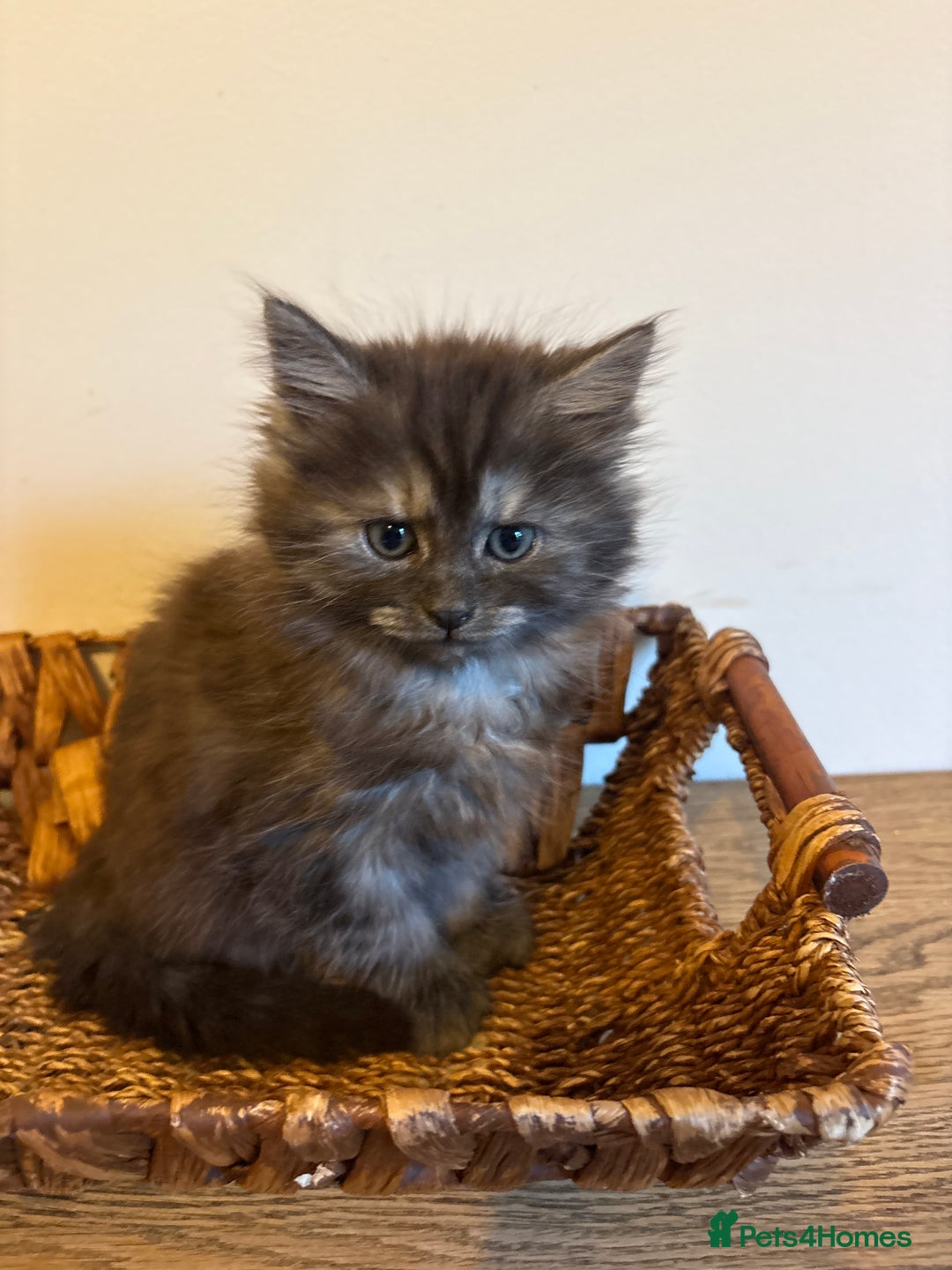Maine Coon cats for sale: 🐾 Russian Maine Coon Kittens – TICA Registered 🐾 - Image 34