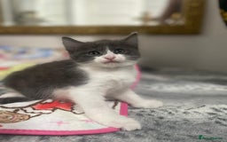 Mixed Breed cats for sale: Mix maine cone kittens  - Image 15