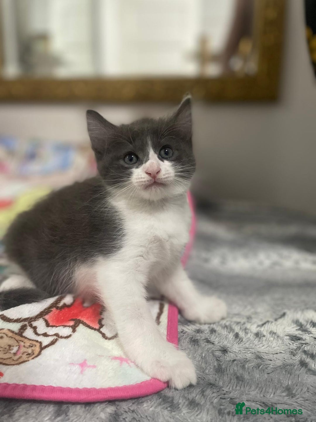 Mixed Breed cats for sale: Mix maine cone kittens  - Image 15