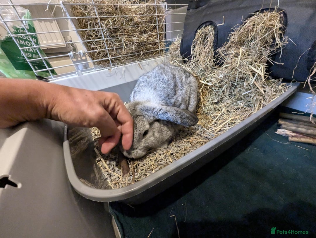 Mini Lop rabbits for sale: Adorable Mini-Lop-Cross - Image 9
