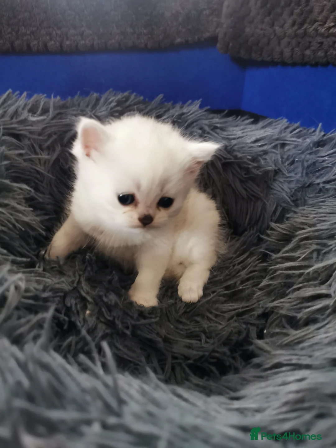 Scottish Fold cats for sale: Scottish Fold/Straight Kittens - Advert 22