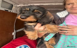 Dachshund dogs for sale: Two boys left! Beautiful standard pups - Image 2