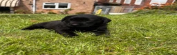 Labrador Retriever dogs for sale: FTCH sired KC Reg labrador puppies - Advert 7